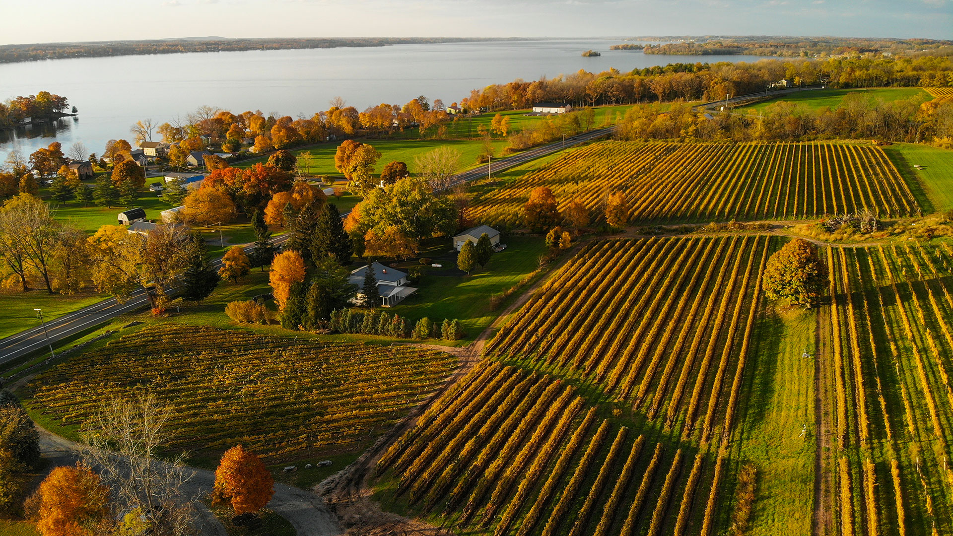 View of Heart and Hands vineyard overlooking Cayuga Lake