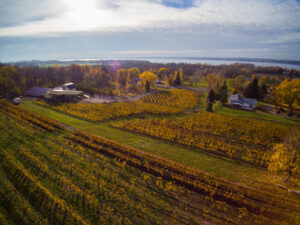 estate vineyard yellow leaves with cayuga lake