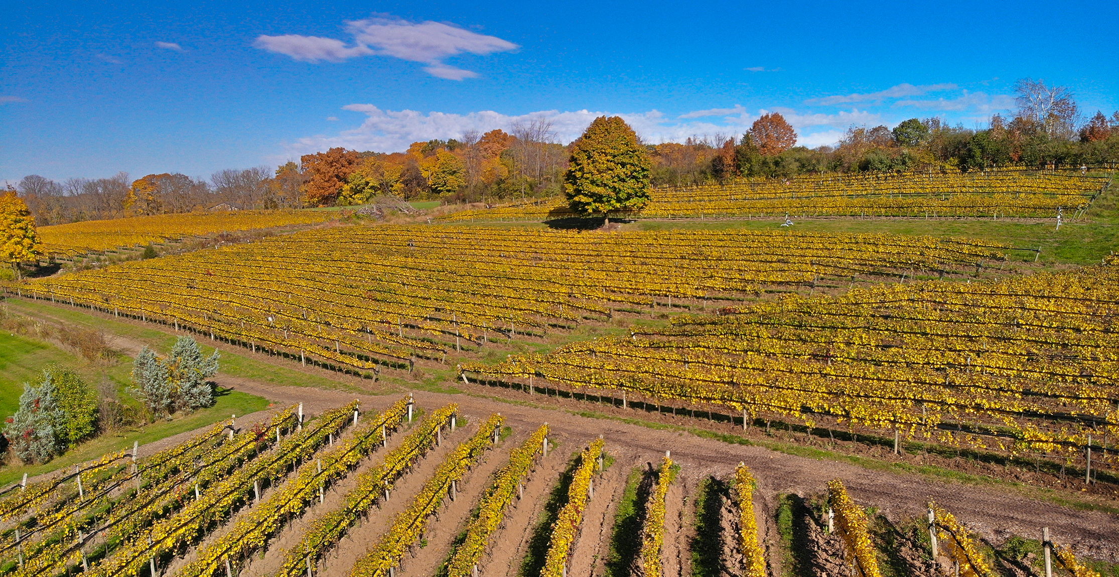 View of Heart & Hands Estate vineyard