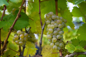 riesling on the vine