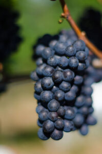 pinot noir shot